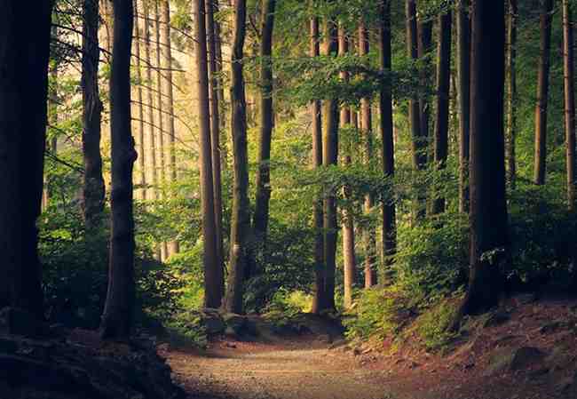 Forest Trail